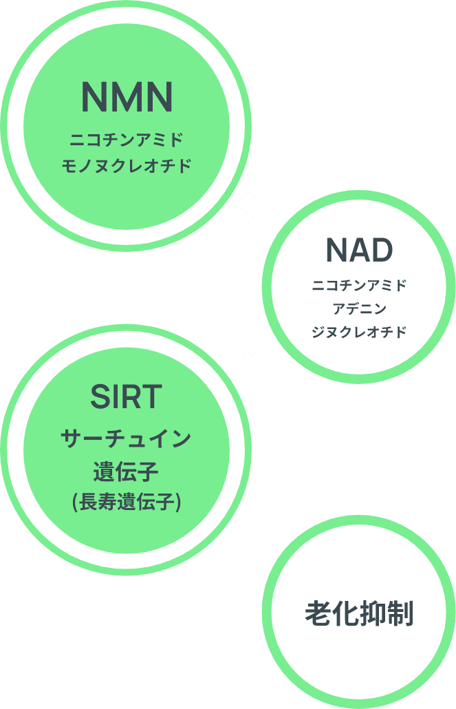 NMN⇒NAD⇒サーチュイン遺伝子⇒老化抑制