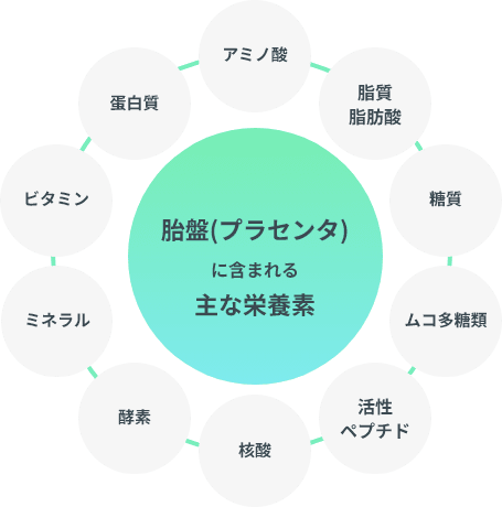 プラセンタに含まれる主な栄養素